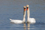 Cygne tuberculé