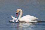 Cygne tuberculé