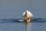 Cygne tuberculé