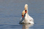 Cygne tuberculé