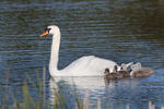 Cygne tuberculé