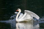 Cygne tuberculé