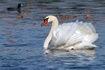 Cygne tuberculé