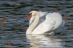 Cygne tuberculé