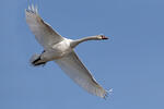 Cygne tuberculé