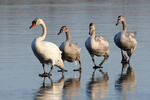 Cygne tuberculé