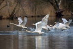 Cygne tuberculé