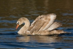 Cygne tuberculé