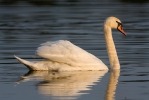 Cygne tuberculé