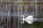 Cygne tuberculé