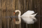 Cygne tuberculé