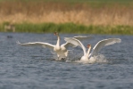 Cygne tuberculé