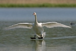 Cygne tuberculé