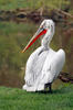 Dalmatian Pelican