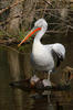 Dalmatian Pelican