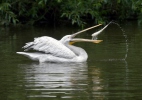 Dalmatian Pelican