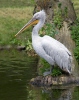 Dalmatian Pelican