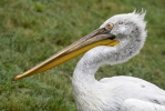 Dalmatian Pelican