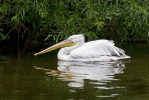 Dalmatian Pelican