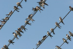 Delichon urbica