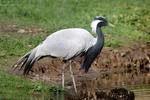 Demoiselle Crane