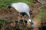 Demoiselle Crane