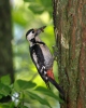 Dendrocopos syriacus
