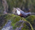 Dipper