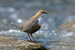 Dipper