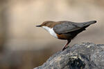 Dipper