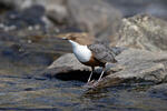 Dipper