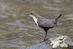 Dipper