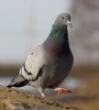 Domestic Pigeon