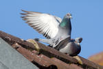 Domestic Pigeon