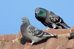 Domestic Pigeon