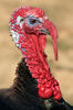 Domesticated turkey