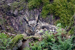 Eagle Owl