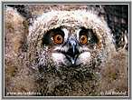 Eagle Owl