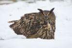 Eagle Owl