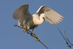 Egretta garzetta