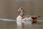 Egyptian Goose