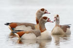 Egyptian Goose