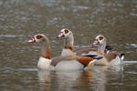 Egyptian Goose