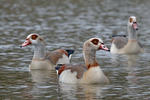 Egyptian Goose