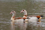 Egyptian Goose