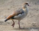 Egyptian Goose