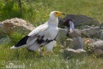 Egyptian Vulture