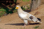 Egyptian Vulture