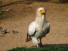 Egyptian Vulture