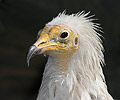 Egyptian Vulture